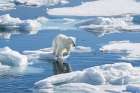 Norway, Svalbard. Polar bear cub jumping across water on pack ice. Coastal Print